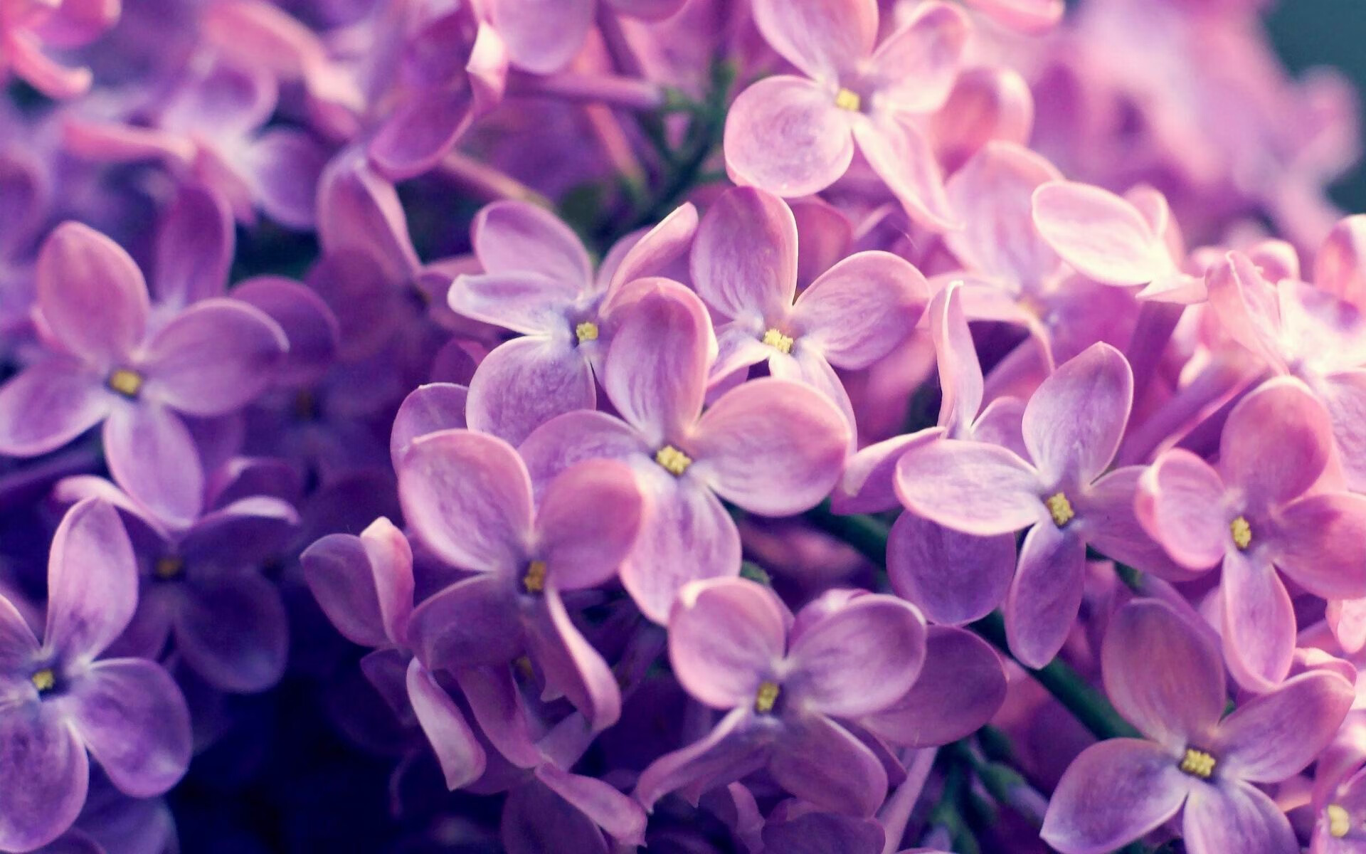 无声的指挥家，京多安如何凭意识节奏，让丹麦的奔跑沦为背景噪音