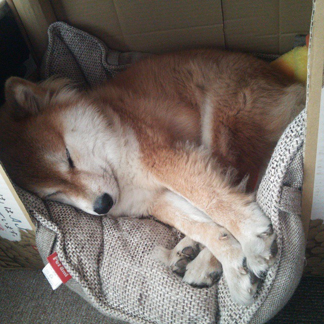 唯一性的双重奏，F1揭幕战焦点与上海队冲垮尼克斯