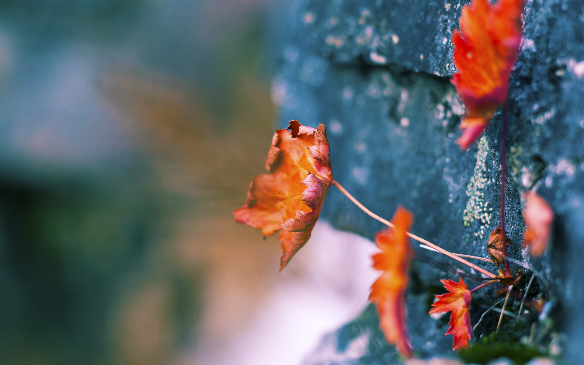 开云体育在线-向旧主证明，亦是超越旧我，哈兰德冷面斩杀背后的终极进化