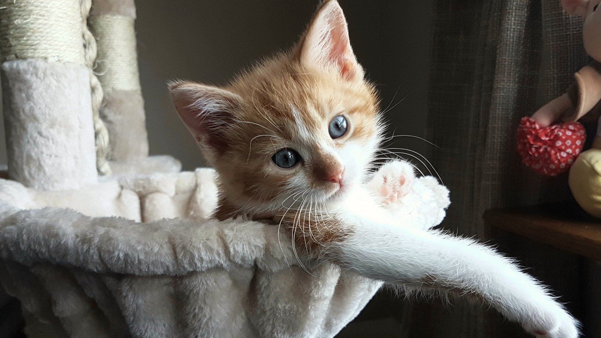 风城之鹰的救赎，当拉文用绝杀证明自己，开拓者的争冠路上新疆成了最好注脚