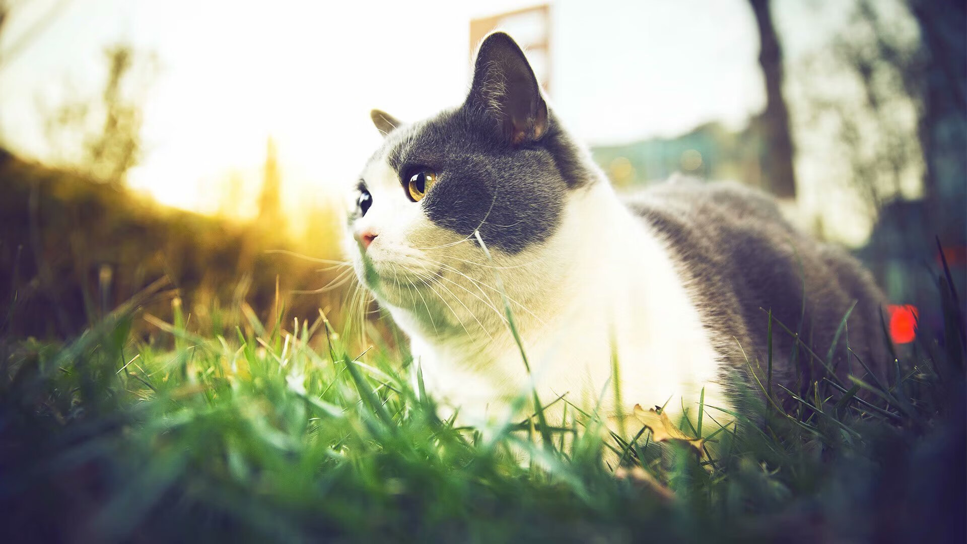 东决舞台，谁与争锋？拉文于风暴中心奏响最强音